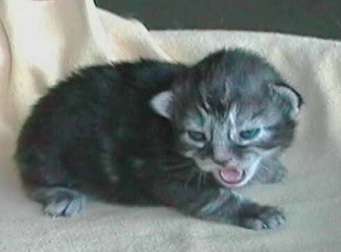 Jelena (13 Tage alt)