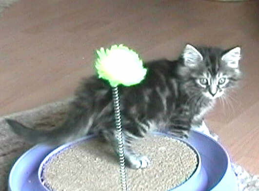 Jelena (55 Tage alt)