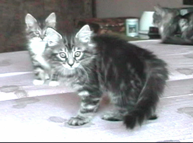 Jelena (63 Tage alt)