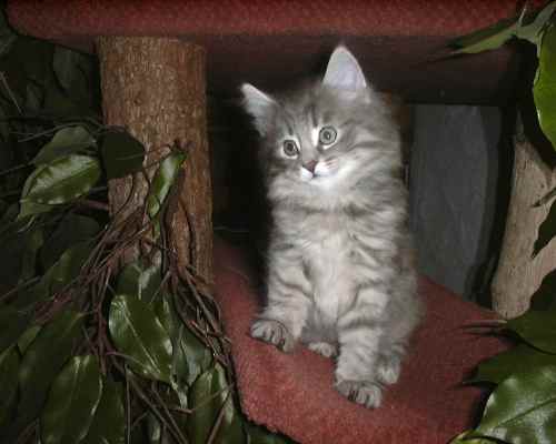 Lucy (52 Tage alt)