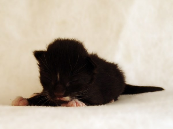 Caspar (7 Tage alt)
