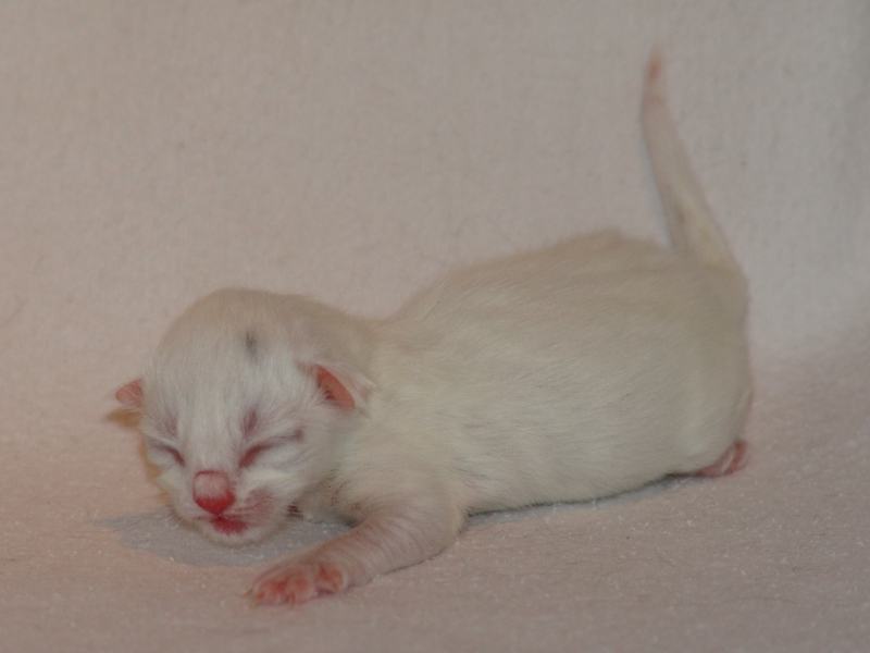 Gandalf (0 Tage alt)