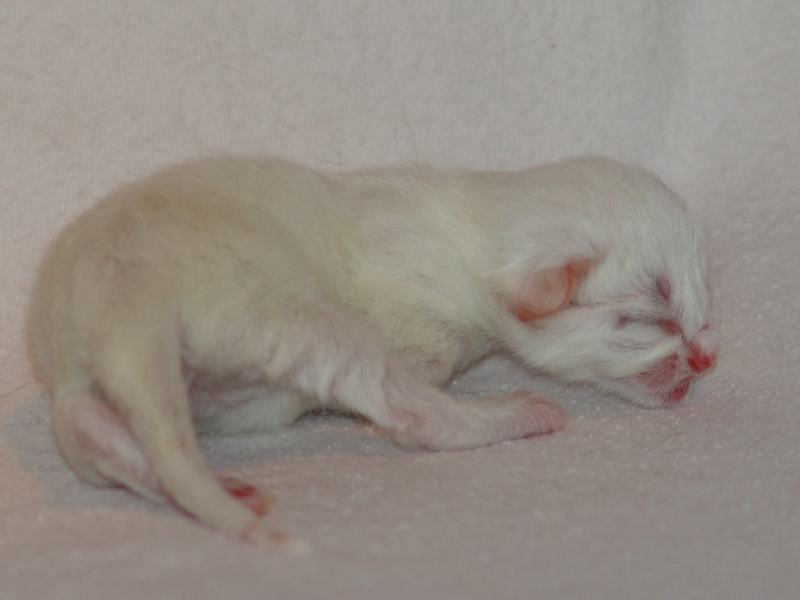 Gandalf (0 Tage alt)