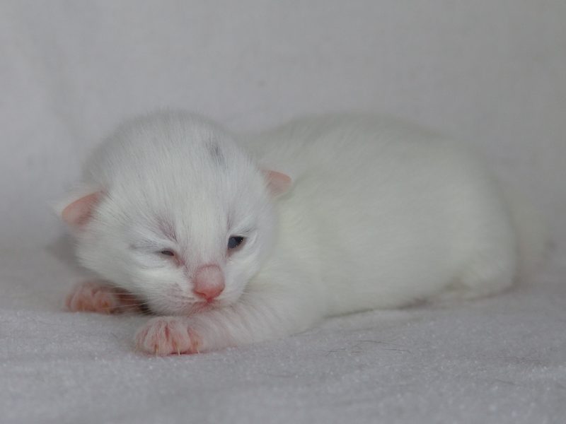 Gandalf (7 Tage alt)