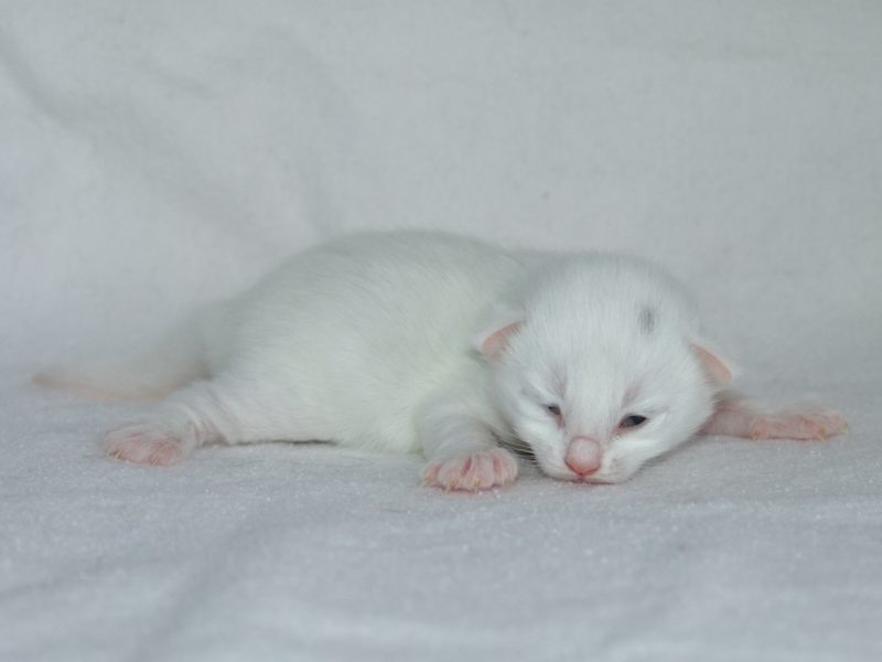 Gandalf (7 Tage alt)