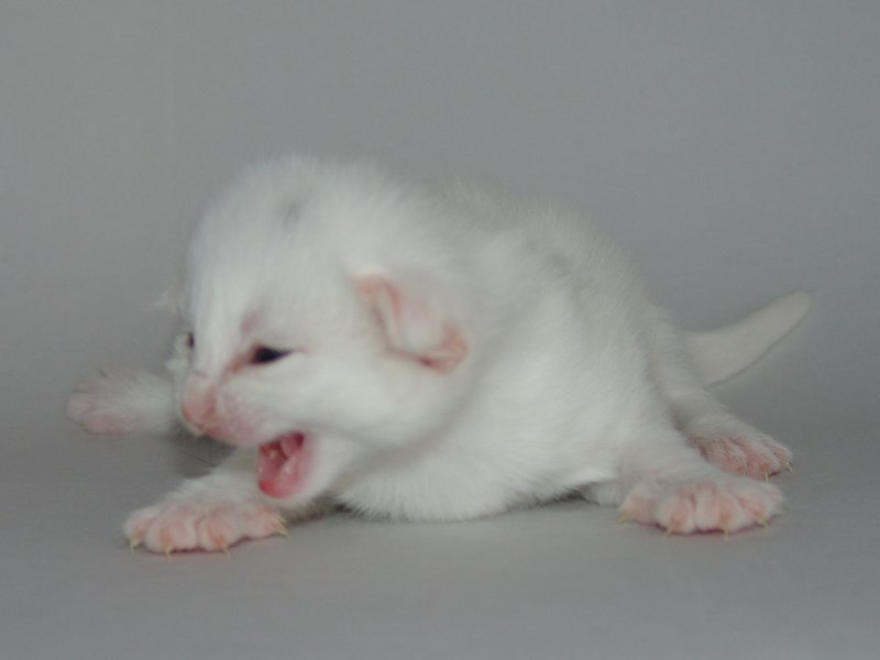 Gandalf (14 Tage alt)