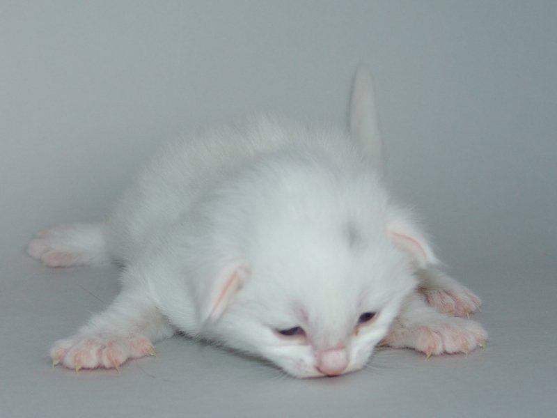 Gandalf (14 Tage alt)