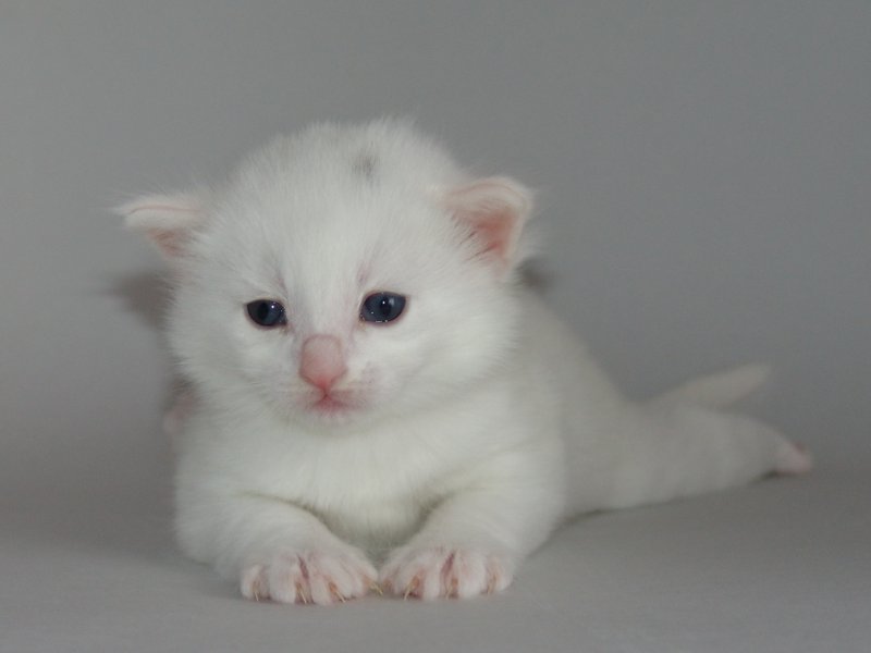 Gandalf (19 Tage alt)