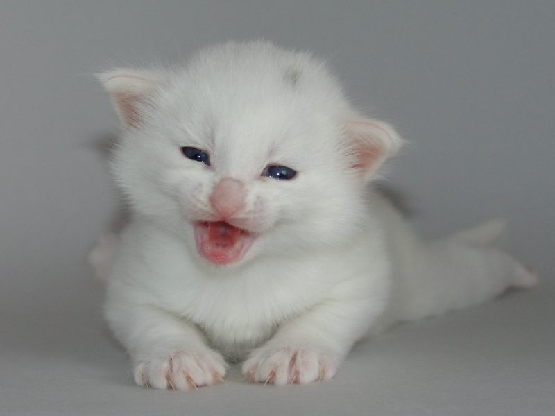 Gandalf (19 Tage alt)