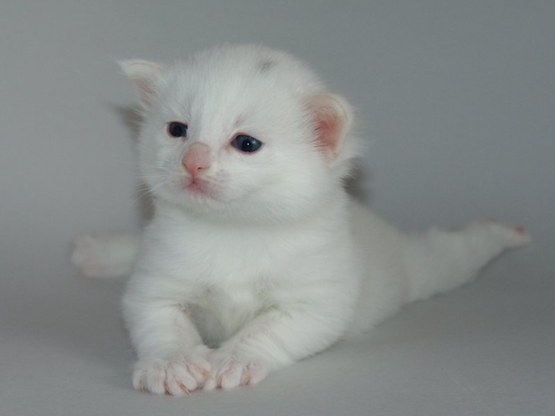 Gandalf (19 Tage alt)