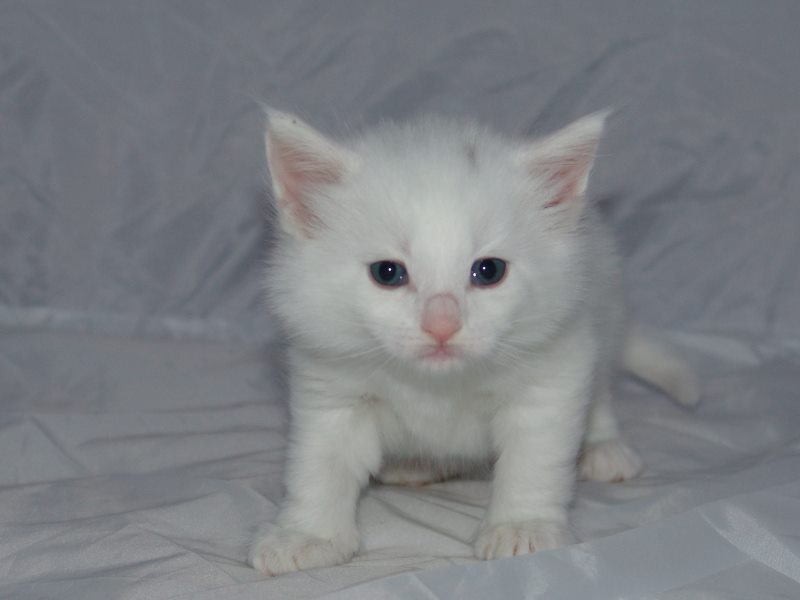 Gandalf (27 Tage alt)