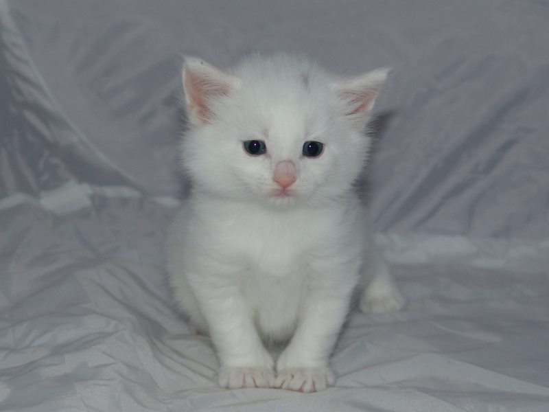 Gandalf (27 Tage alt)