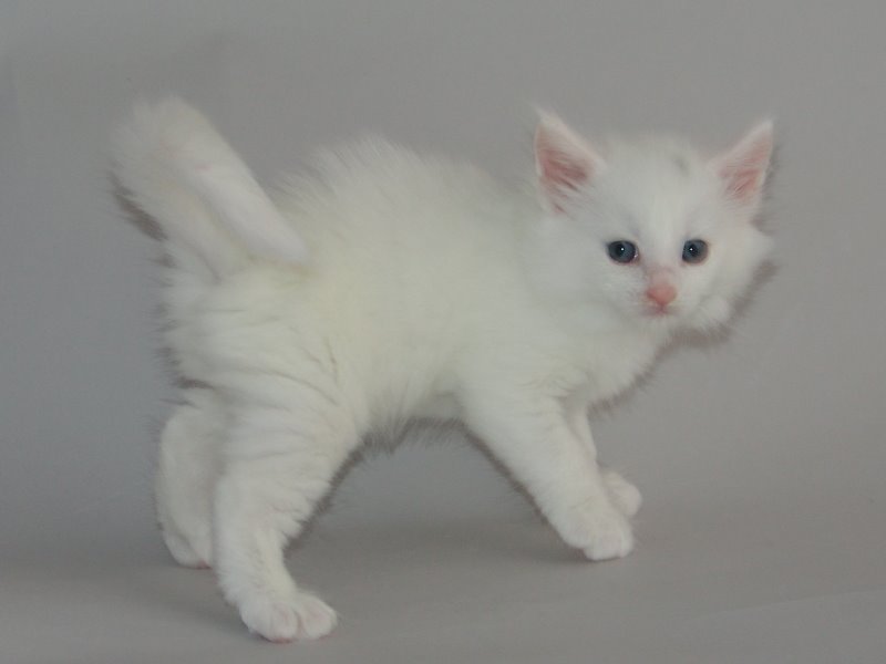 Gandalf (33 Tage alt)