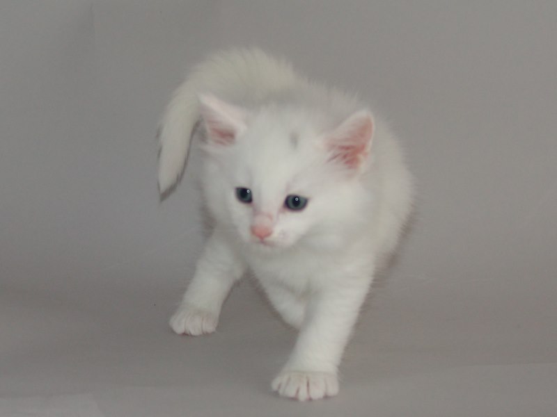 Gandalf (33 Tage alt)