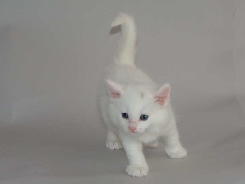 Gandalf (33 Tage alt)