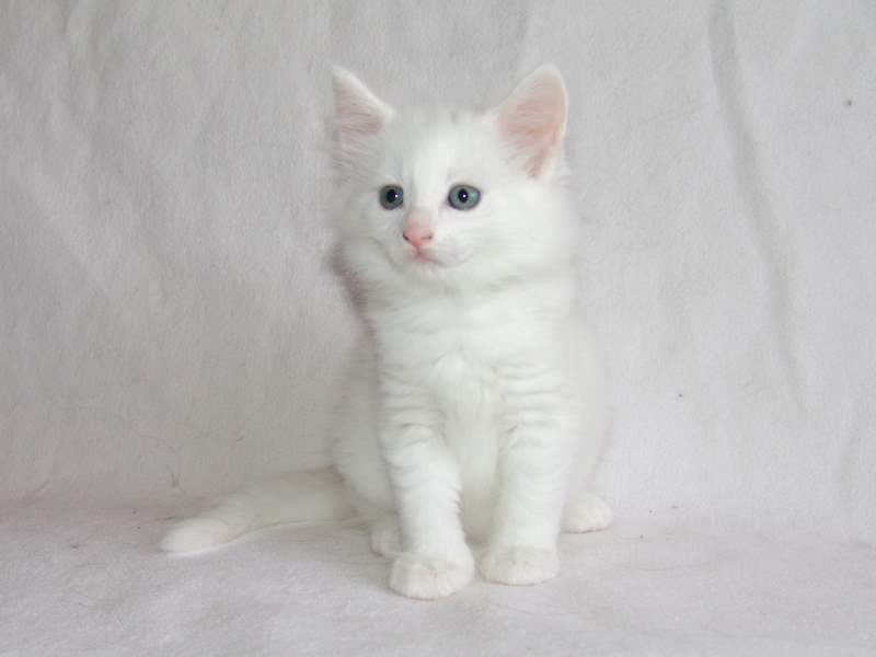 Gandalf (40 Tage alt)