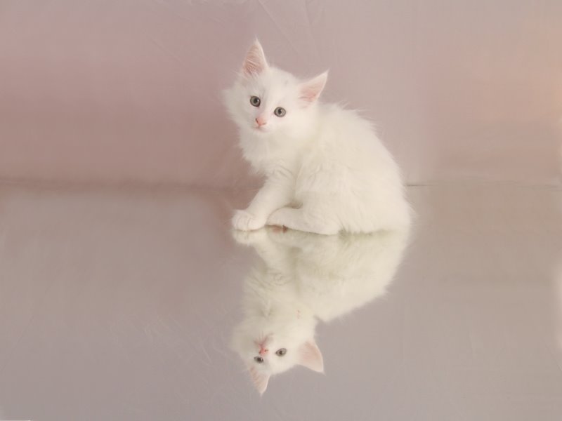 Gandalf (47 Tage alt)