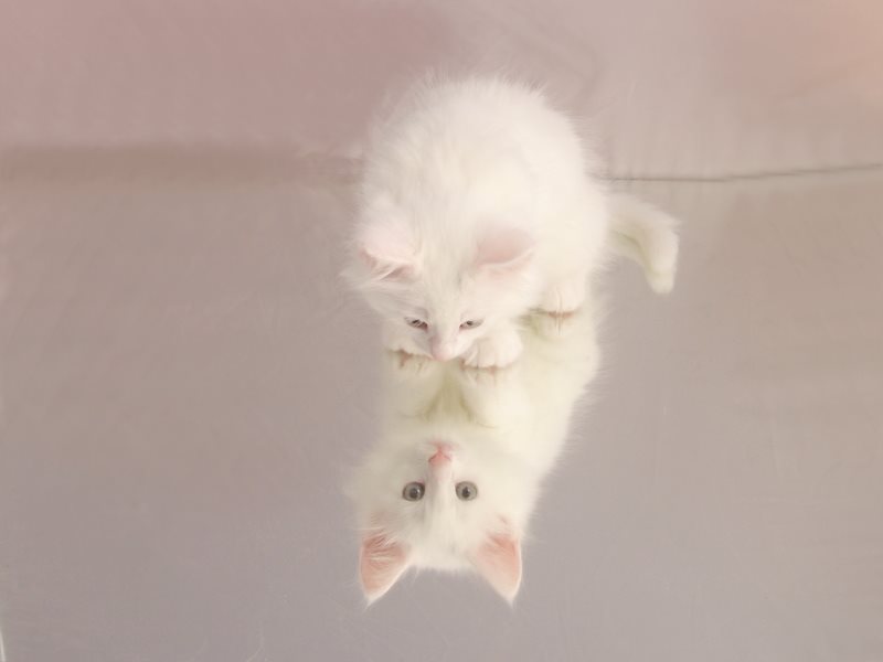 Gandalf (47 Tage alt)