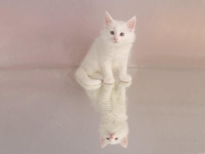 Gandalf (47 Tage alt)