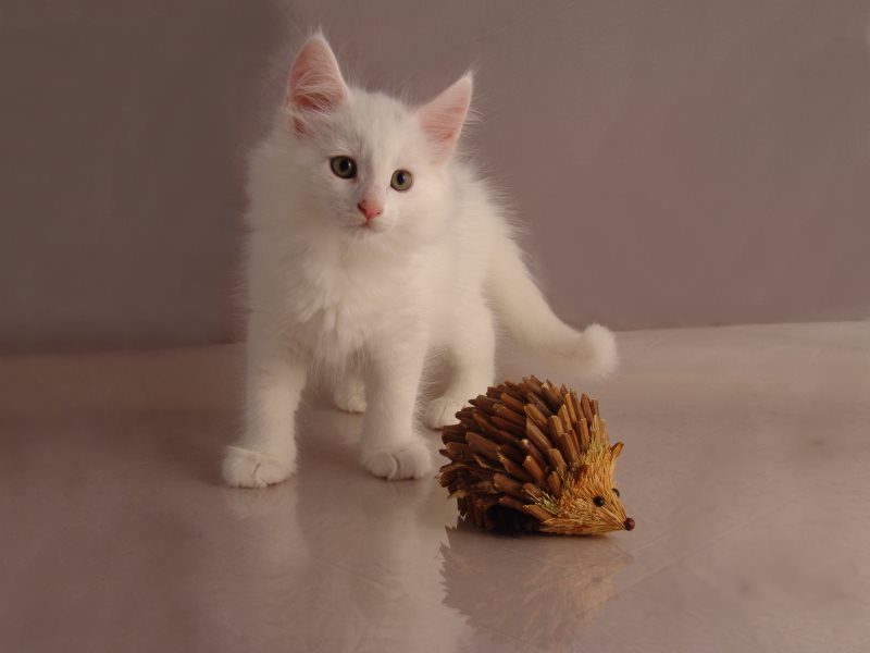 Gandalf (54 Tage alt)