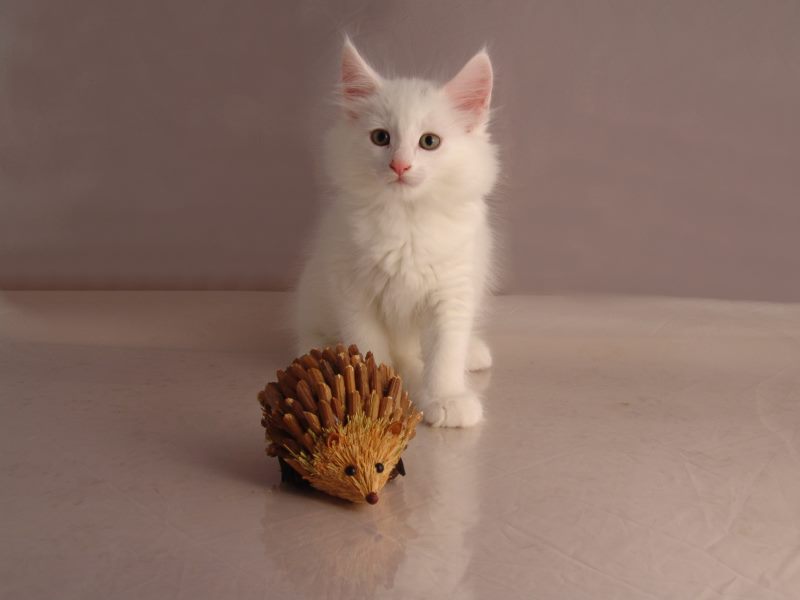 Gandalf (54 Tage alt)