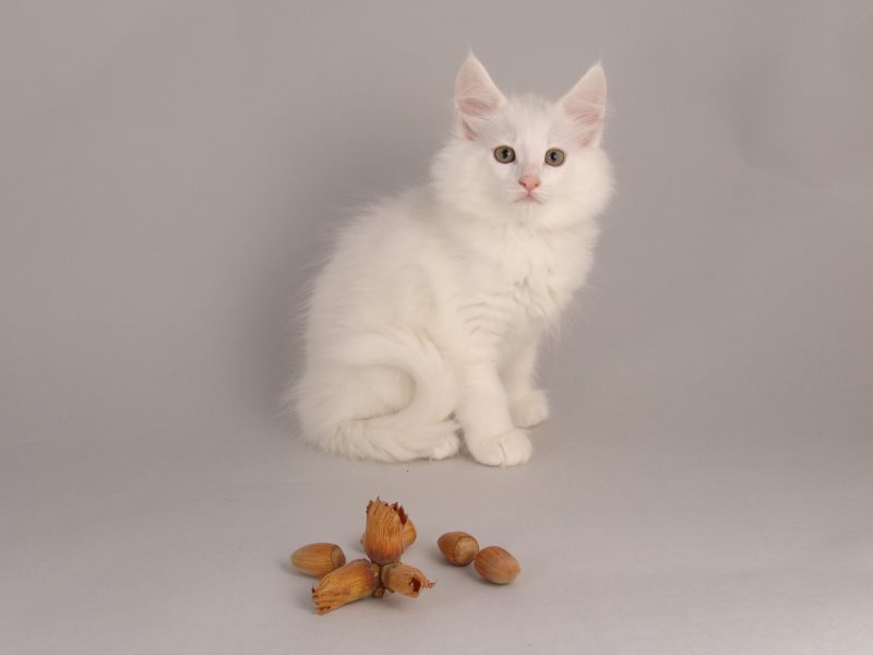 Gandalf (61 Tage alt)