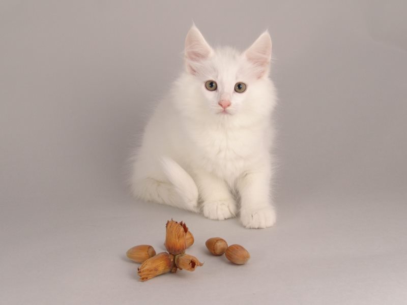 Gandalf (61 Tage alt)