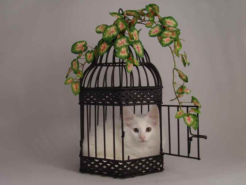 Gandalf (68 Tage alt)