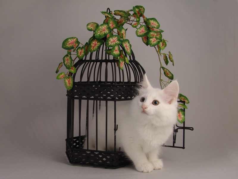 Gandalf (68 Tage alt)