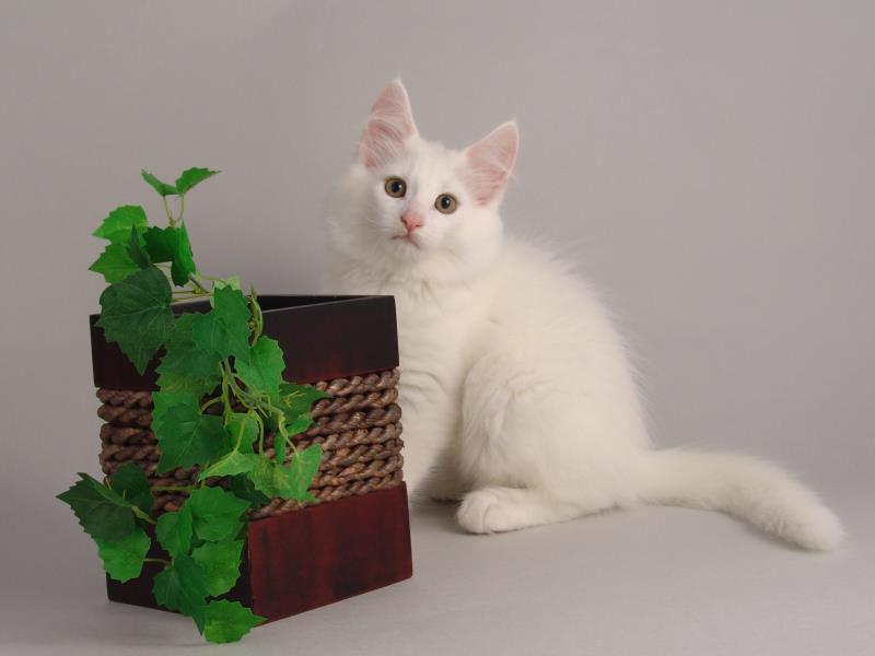 Gandalf (75 Tage alt)