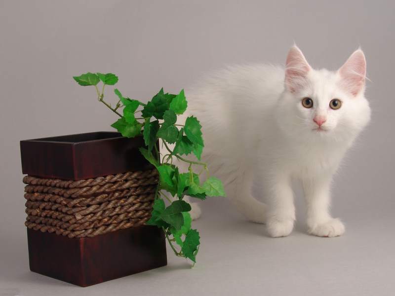 Gandalf (75 Tage alt)