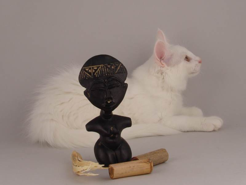 Gandalf (82 Tage alt)