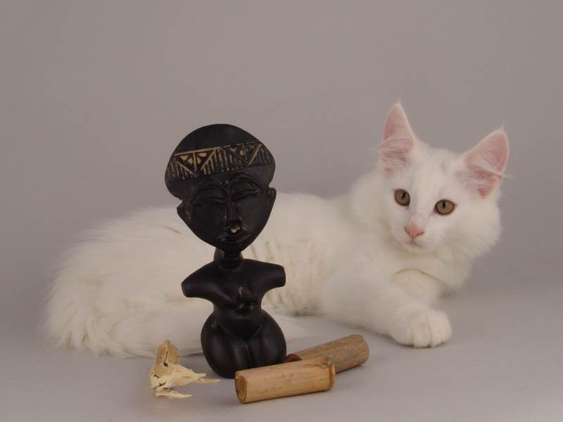 Gandalf (82 Tage alt)