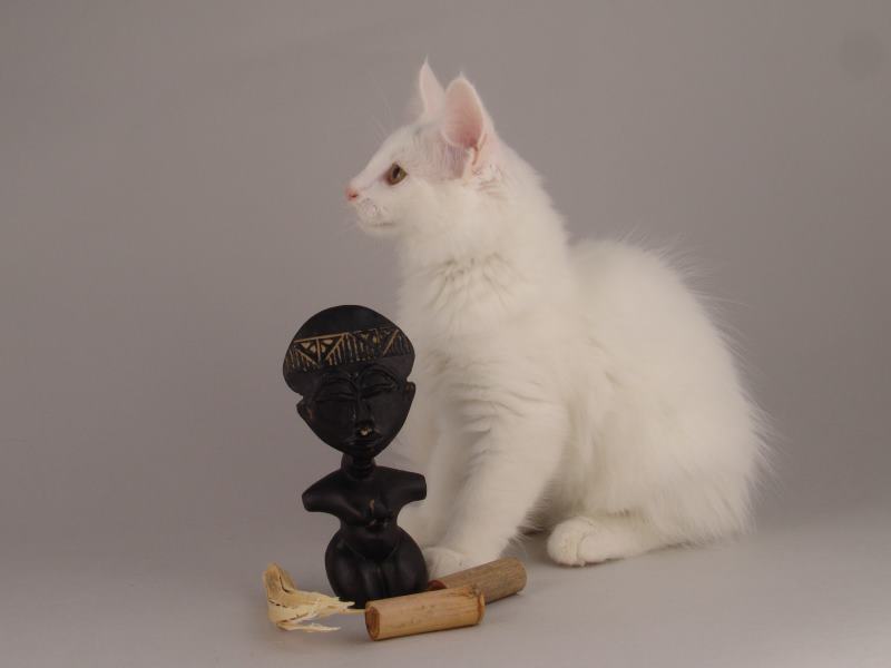 Gandalf (82 Tage alt)