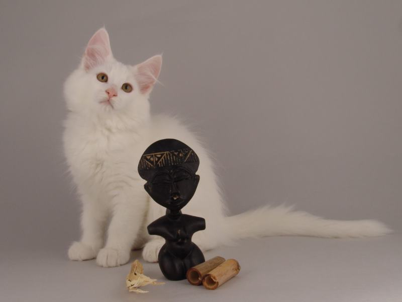 Gandalf (82 Tage alt)