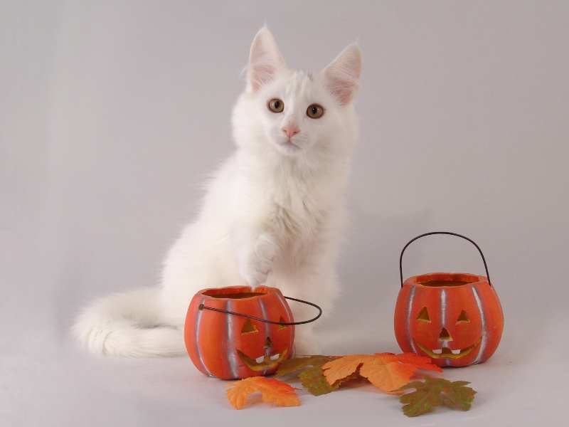 Gandalf (96 Tage alt)