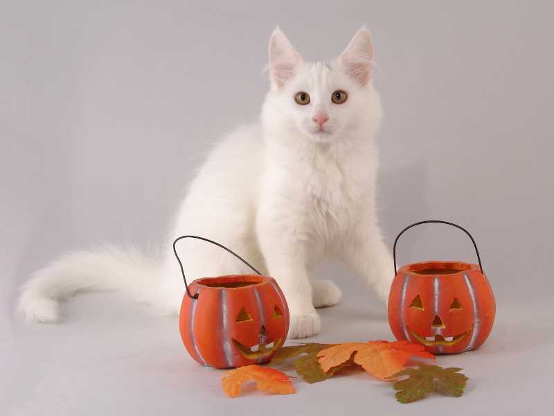 Gandalf (96 Tage alt)