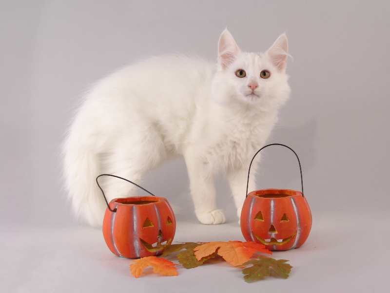 Gandalf (96 Tage alt)