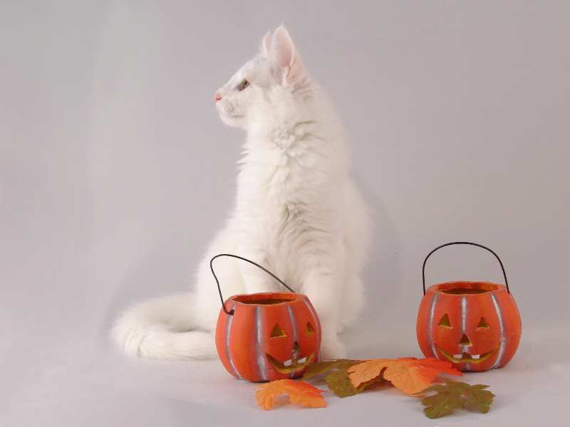 Gandalf (96 Tage alt)