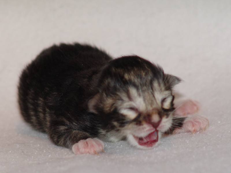 Grisella (0 Tage alt)