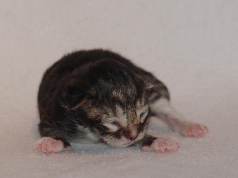 Grisella (0 Tage alt)