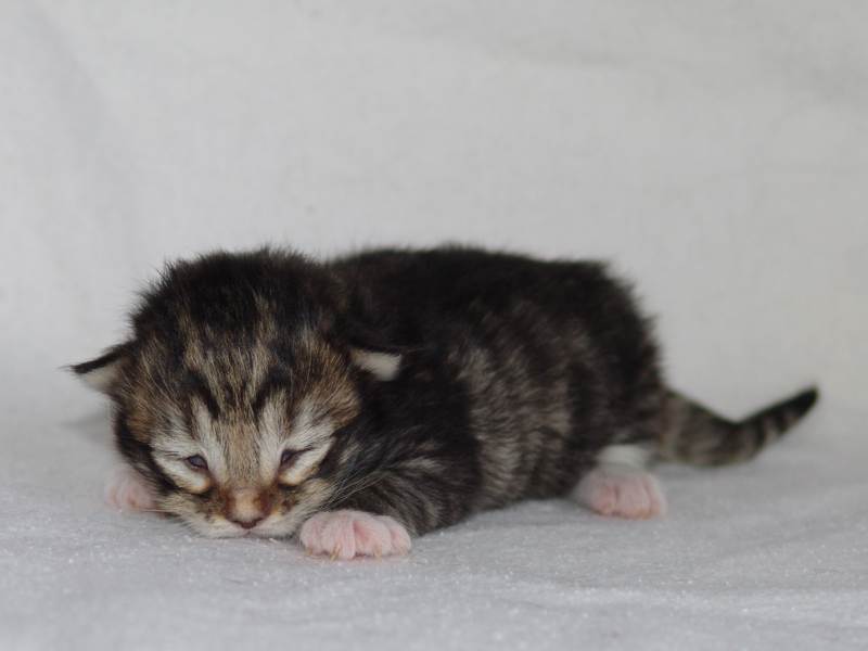 Grisella (7 Tage alt)