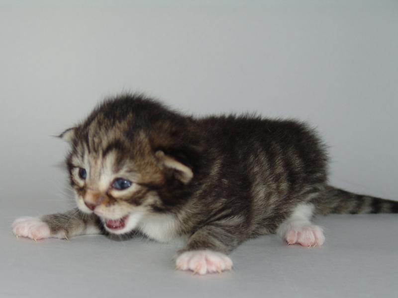 Grisella (14 Tage alt)