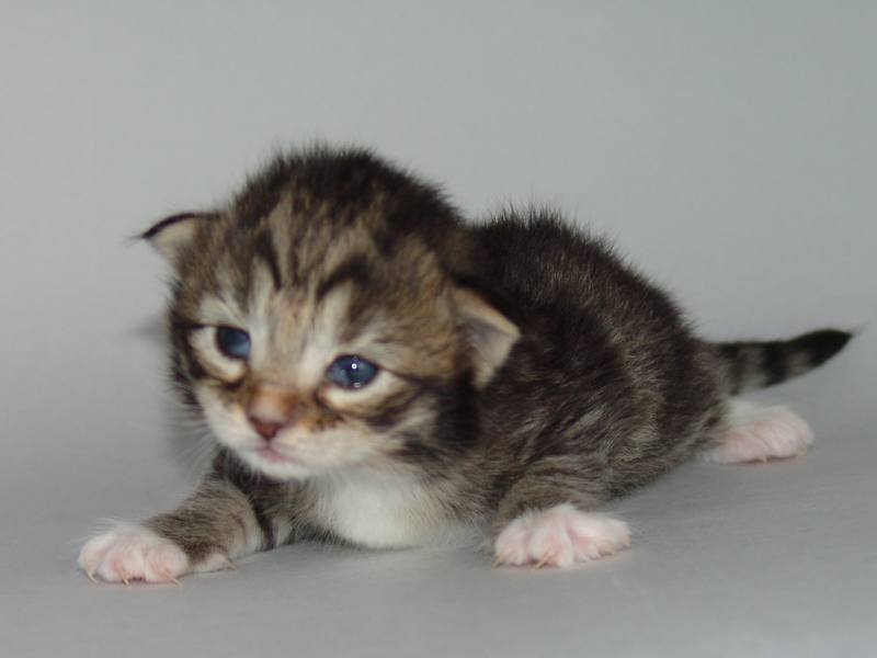 Grisella (14 Tage alt)