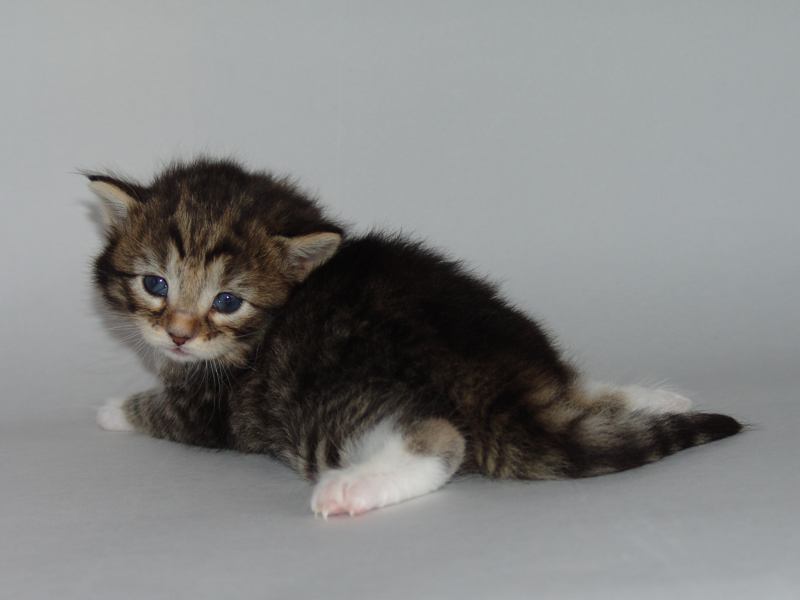 Grisella (19 Tage alt)