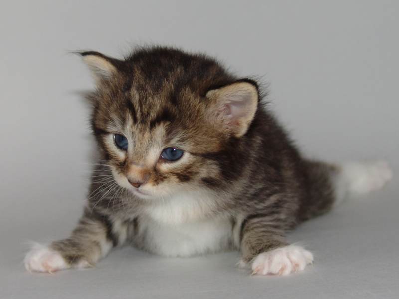 Grisella (19 Tage alt)