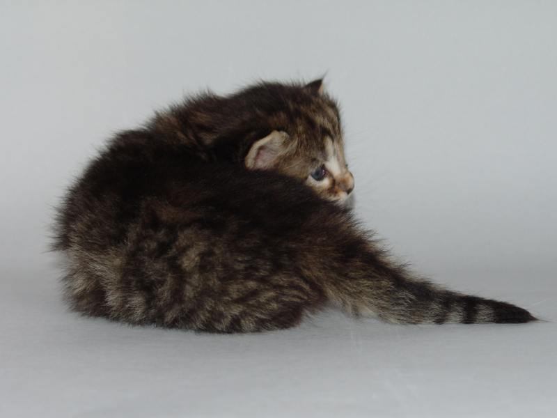 Grisella (19 Tage alt)