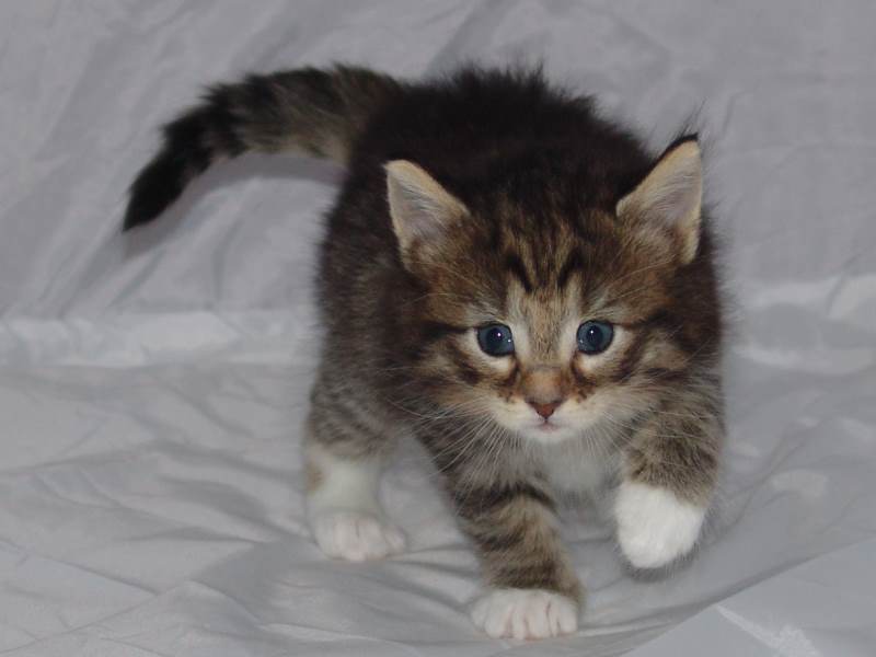 Grisella (27 Tage alt)