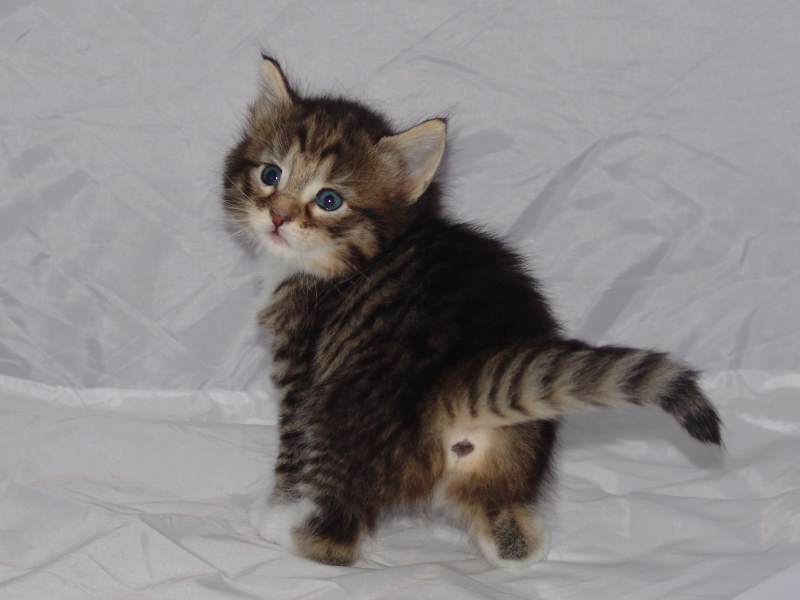 Grisella (27 Tage alt)