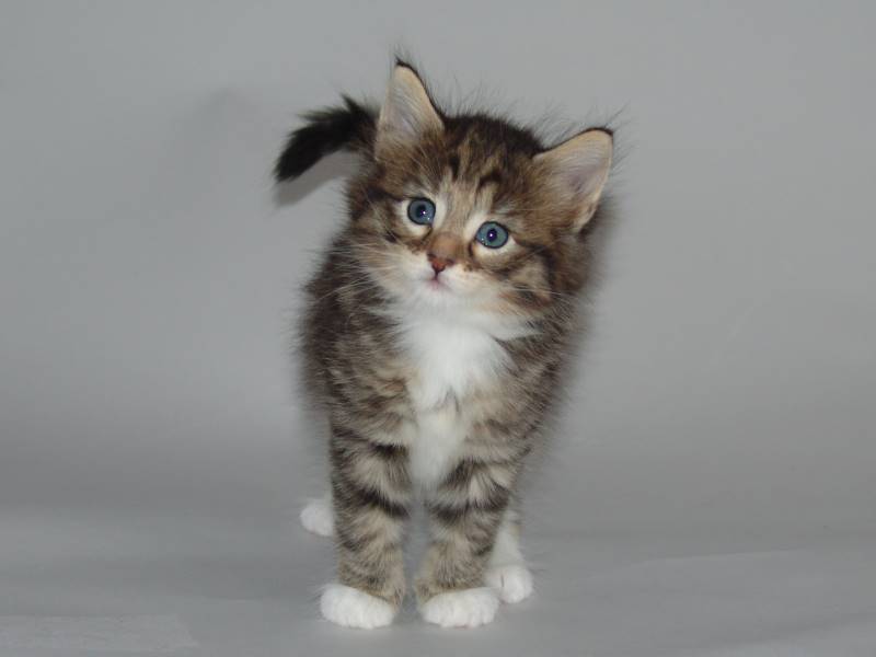 Grisella (33 Tage alt)